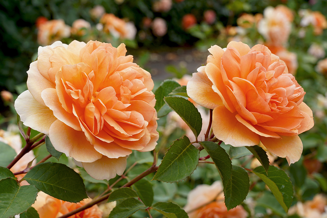 Roses Named After Famous People